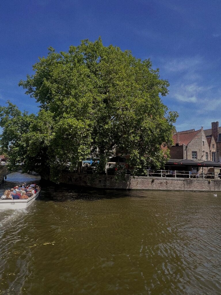 Grote boom aan de Brugse reien met een rondvaartboot